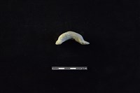 藏品(陶把)的圖片